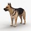3d model dugm01 dog anatomy male female