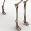 3d model dugm01 dog anatomy male female