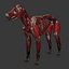 3d model dugm01 dog anatomy male female