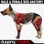 3d model dugm01 dog anatomy male female