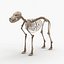 3d model dugm01 dog anatomy male female