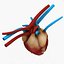 3d model dugm01 dog anatomy male female