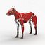 3d model dugm01 dog anatomy male female