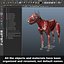 3d model dugm01 dog anatomy male female