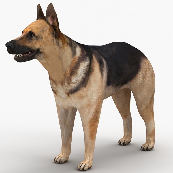 雄&雌犬の解剖学3Dモデル - TurboSquid 805212 雄&雌犬の解剖学3Dモデル - TurboSquid 805212