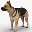 3d model dugm01 dog anatomy male female