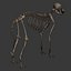 3d model dugm01 dog anatomy male female
