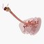 3d model dugm01 dog anatomy male female
