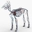 3d model dugm01 dog anatomy male female
