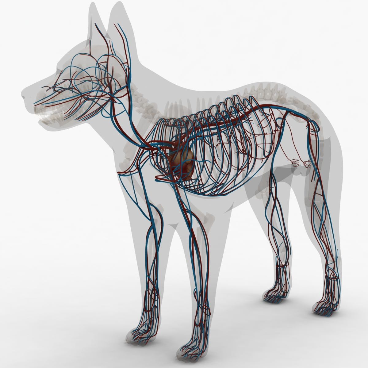 modelo 3d Perro y mujer anatomía perro texturado - TurboSquid 805212
