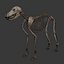 3d model dugm01 dog anatomy male female
