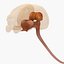 3d model dugm01 dog anatomy male female