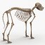 3d model dugm01 dog anatomy male female