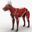 3d model dugm01 dog anatomy male female