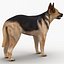 3d model dugm01 dog anatomy male female