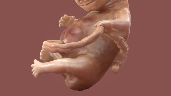 배아 풀 컬렉션 3D 모델 - TurboSquid 1706262