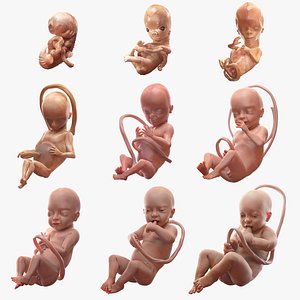 embryos baby fetus 3D model