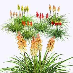 3D model Poker Plant flowers with Free Tutorial