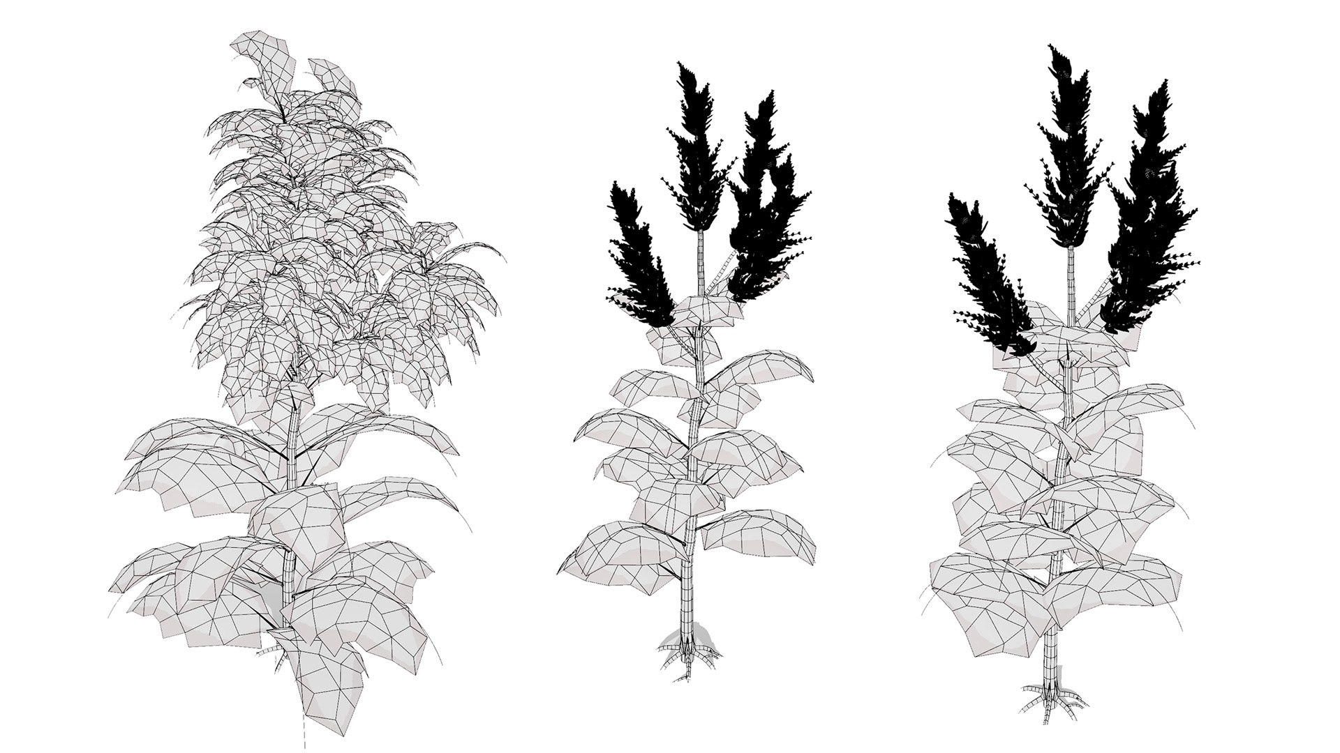 Arabian Landscape Plants and Trees 3D Pack model https://p.turbosquid.com/ts-thumb/hA/ymNaBY/3y/arabianamaranthusspinosus3/jpg/1779579107/1920x1080/fit_q87/30f0595dfae4f12f5670c2ff0b27bc3e9fef21e9/arabianamaranthusspinosus3.jpg