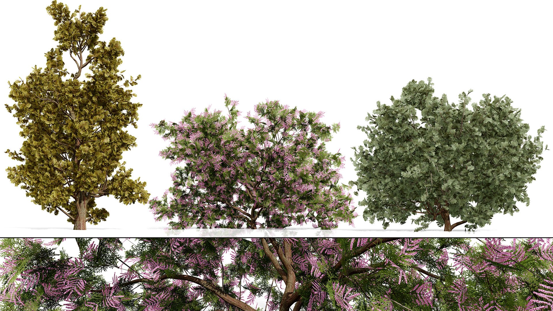 Arabian Landscape Plants and Trees 3D Pack model https://p.turbosquid.com/ts-thumb/hA/ymNaBY/Az/arabianetheltamarixtrees4/jpg/1779579061/1920x1080/fit_q87/07177a47bf492185364269061b1481459831b500/arabianetheltamarixtrees4.jpg