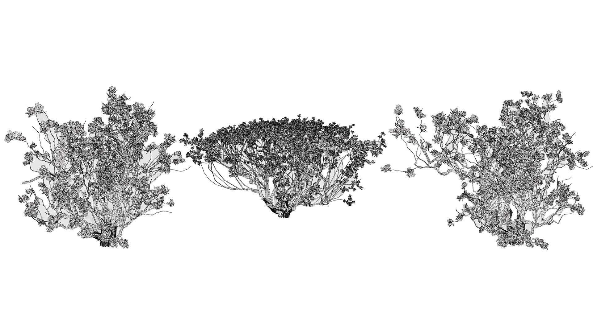 Arabian Landscape Plants and Trees 3D Pack model https://p.turbosquid.com/ts-thumb/hA/ymNaBY/C3/highdetaildesertfrankincensetree3/jpg/1779579122/1920x1080/fit_q87/3bbcbbf1eccff5d3a448c01f058d385e9c3823f0/highdetaildesertfrankincensetree3.jpg