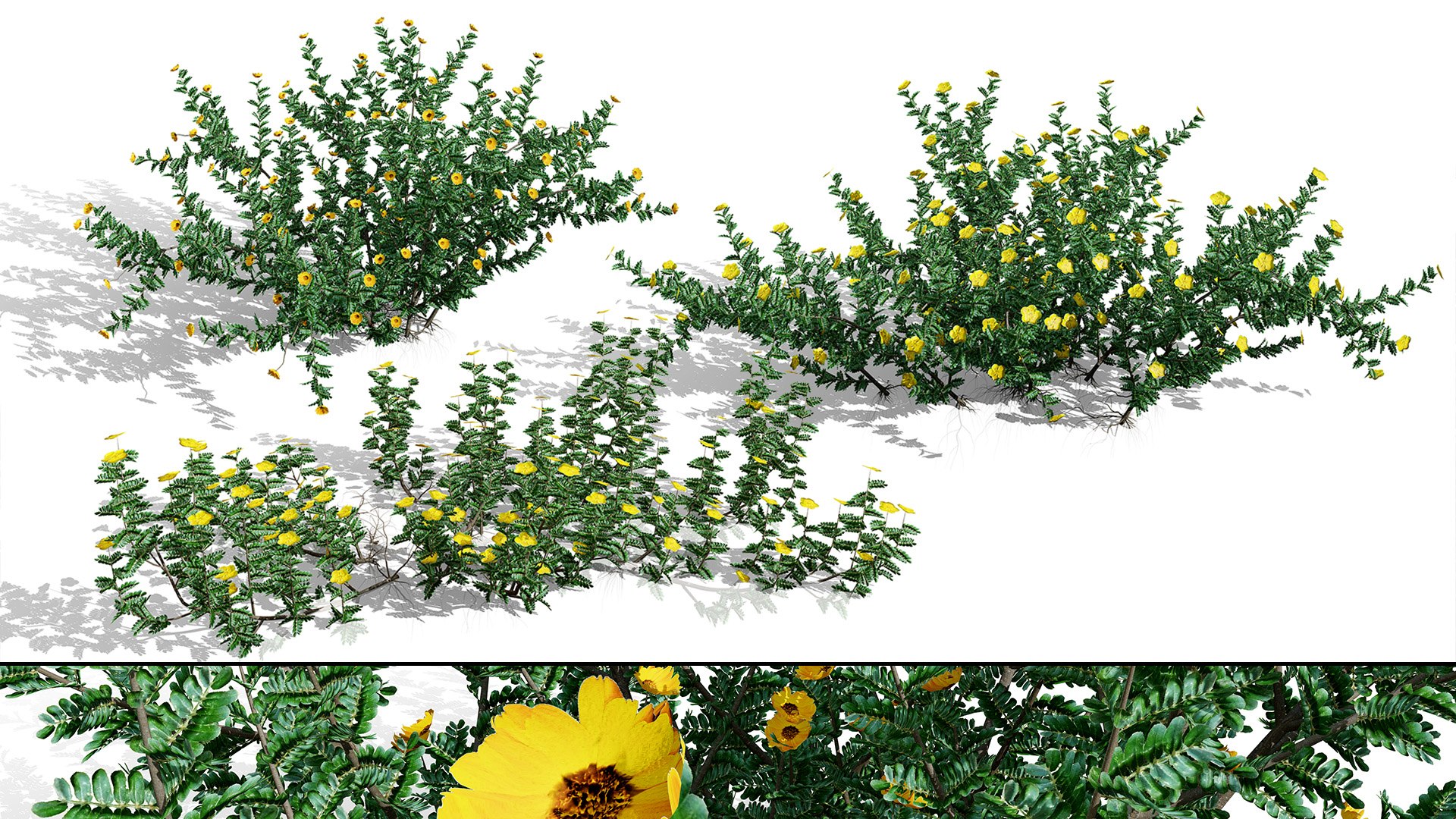Arabian Landscape Plants and Trees 3D Pack model https://p.turbosquid.com/ts-thumb/hA/ymNaBY/Oy/realisticarabiantribulusbush4/jpg/1779579086/1920x1080/fit_q87/db68ae49e0e809dd4d69b81ddbfc08a2849a15ed/realisticarabiantribulusbush4.jpg