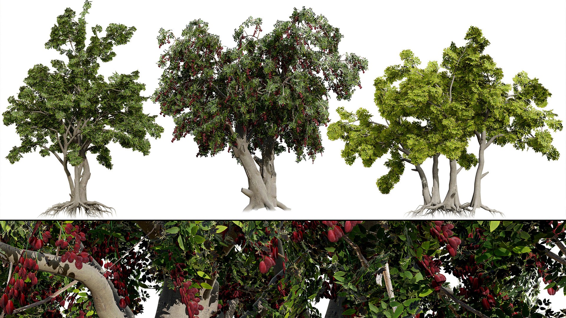 Arabian Landscape Plants and Trees 3D Pack model https://p.turbosquid.com/ts-thumb/hA/ymNaBY/iR/arabiantoothbrushtree4/jpg/1779579073/1920x1080/fit_q87/e010834ceda722274b95512e2659ce4c9114408d/arabiantoothbrushtree4.jpg