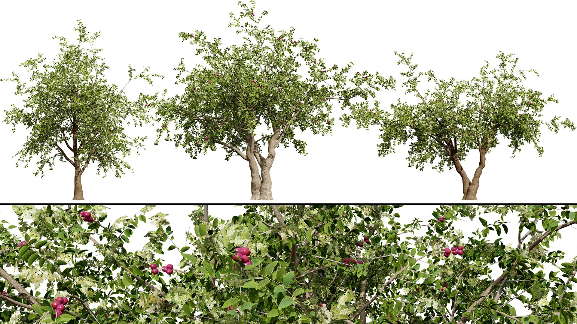 Arabian Landscape Plants and Trees 3D Pack model https://p.turbosquid.com/ts-thumb/hA/ymNaBY/ia/arabiansidrtree4/jpg/1779579070/1920x1080/fit_q87/aeace745f3d45ed7b7119ec69d33d669c3fedfe2/arabiansidrtree4.jpg