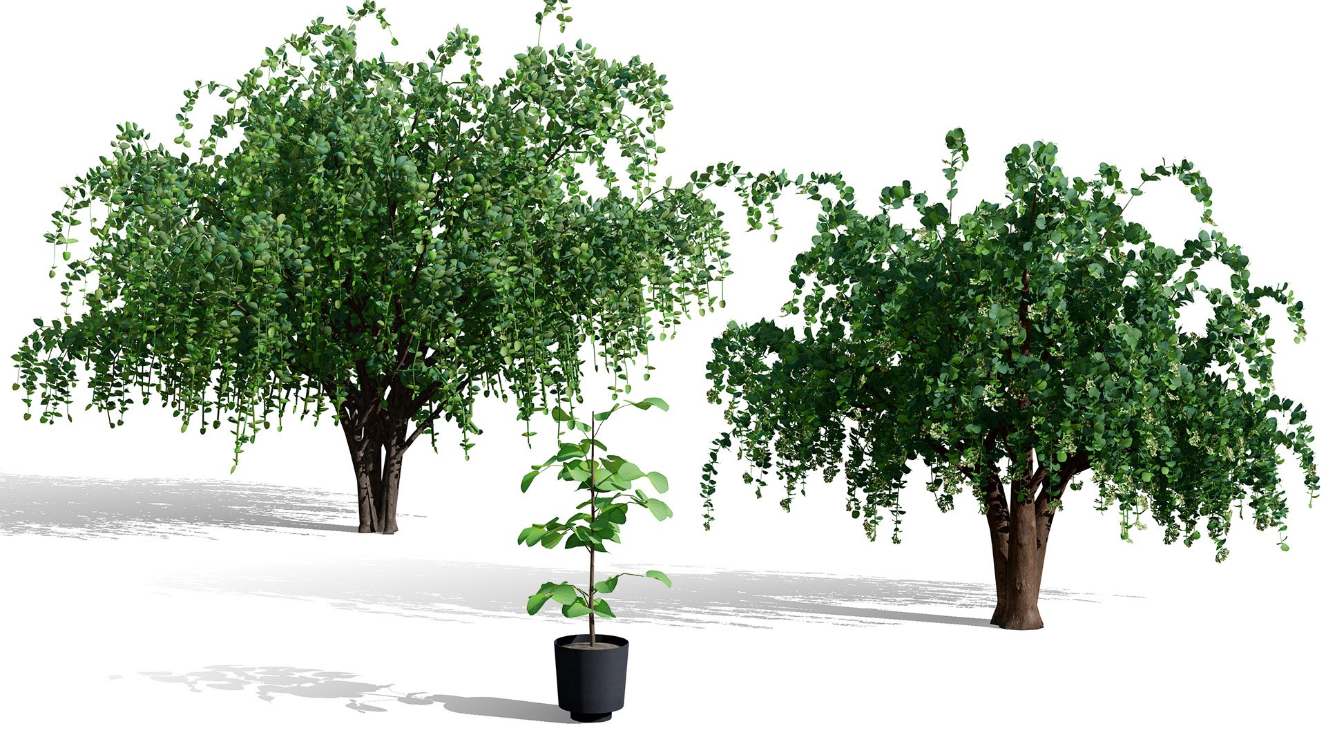 Arabian Landscape Plants and Trees 3D Pack model https://p.turbosquid.com/ts-thumb/hA/ymNaBY/jM/arabianassyrianplumtree3/jpg/1779579059/1920x1080/fit_q87/a281999c1d7a82f99b6a3ee93693bd0b55a9d04d/arabianassyrianplumtree3.jpg