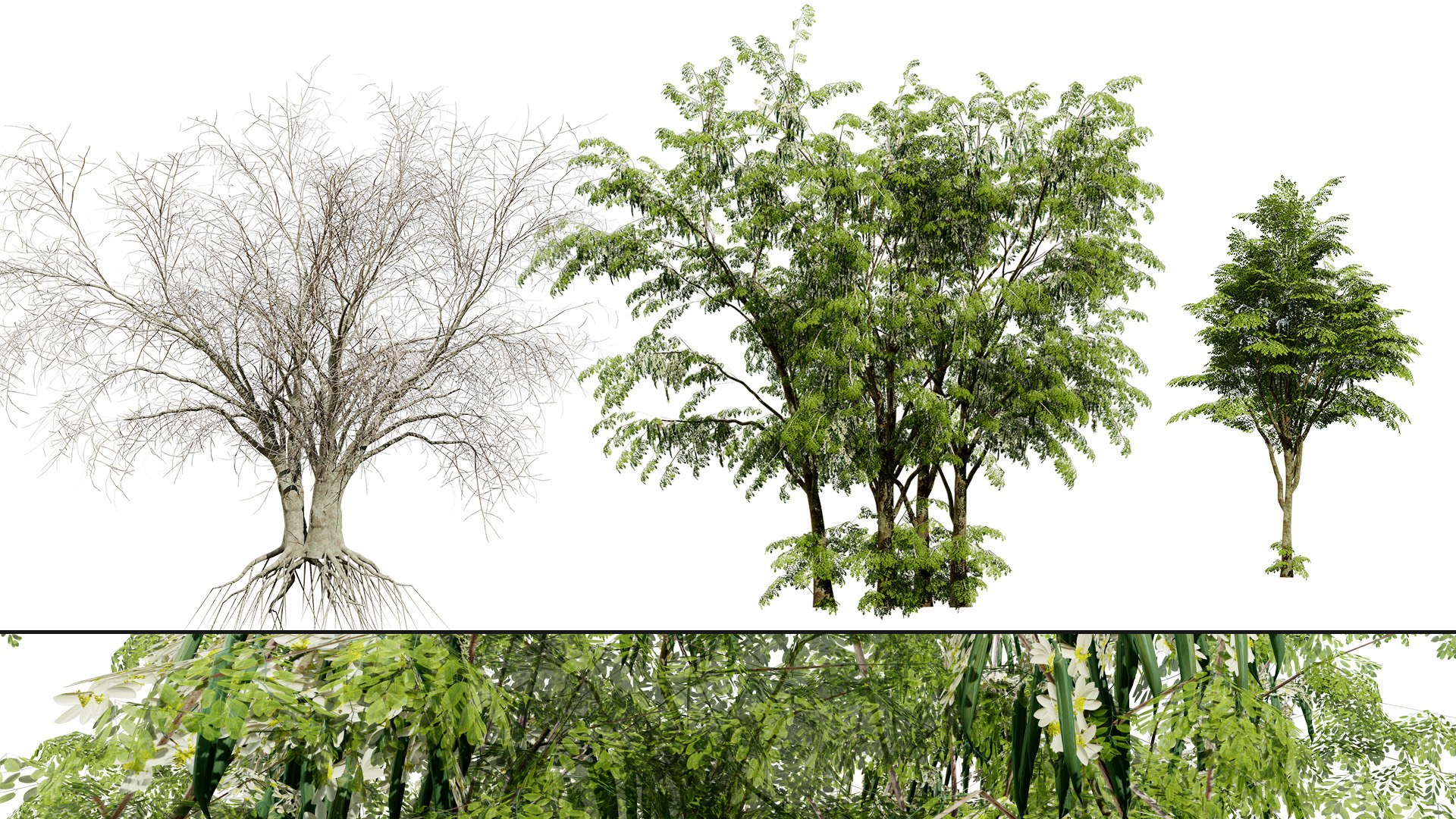 Arabian Landscape Plants and Trees 3D Pack model https://p.turbosquid.com/ts-thumb/hA/ymNaBY/q7/arabianwilddrumsticktree4/jpg/1779579073/1920x1080/fit_q87/f052f8929eb958b27eb43040d9fed99a58968a47/arabianwilddrumsticktree4.jpg