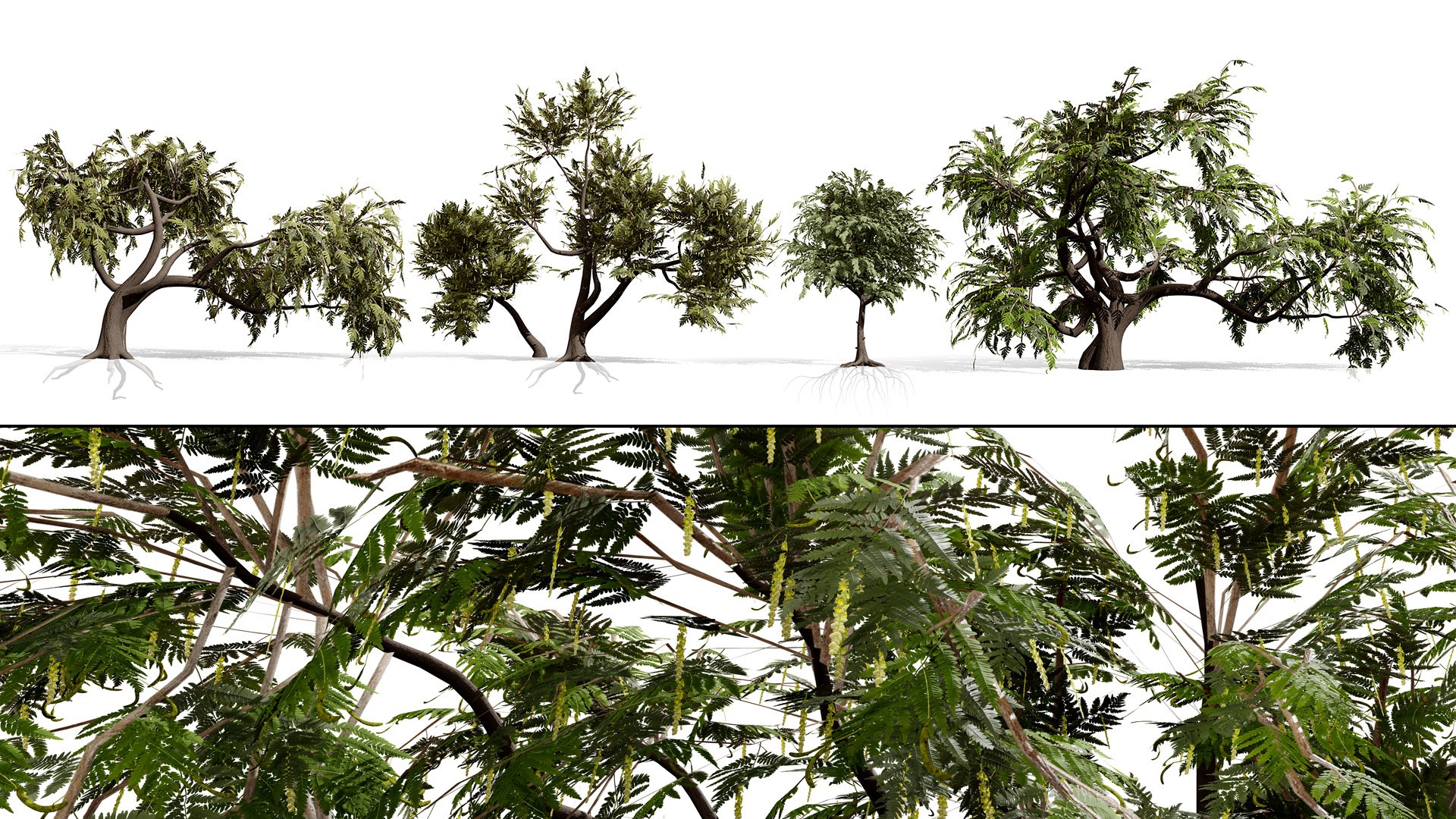 Arabian Landscape Plants and Trees 3D Pack model https://p.turbosquid.com/ts-thumb/hA/ymNaBY/sm/prosopiscineraria4/jpg/1779579085/1920x1080/fit_q87/e0615f79c0ef989a7b4348e790e6b171605b611d/prosopiscineraria4.jpg