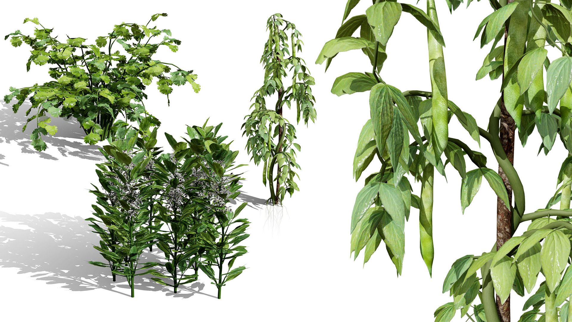Arabian Landscape Plants and Trees 3D Pack model https://p.turbosquid.com/ts-thumb/hA/ymNaBY/uP/arabianfavabeanplant4/jpg/1779579064/1920x1080/fit_q87/0fee4bc52d173050b8a0dd9ba46d2bede49f4f21/arabianfavabeanplant4.jpg