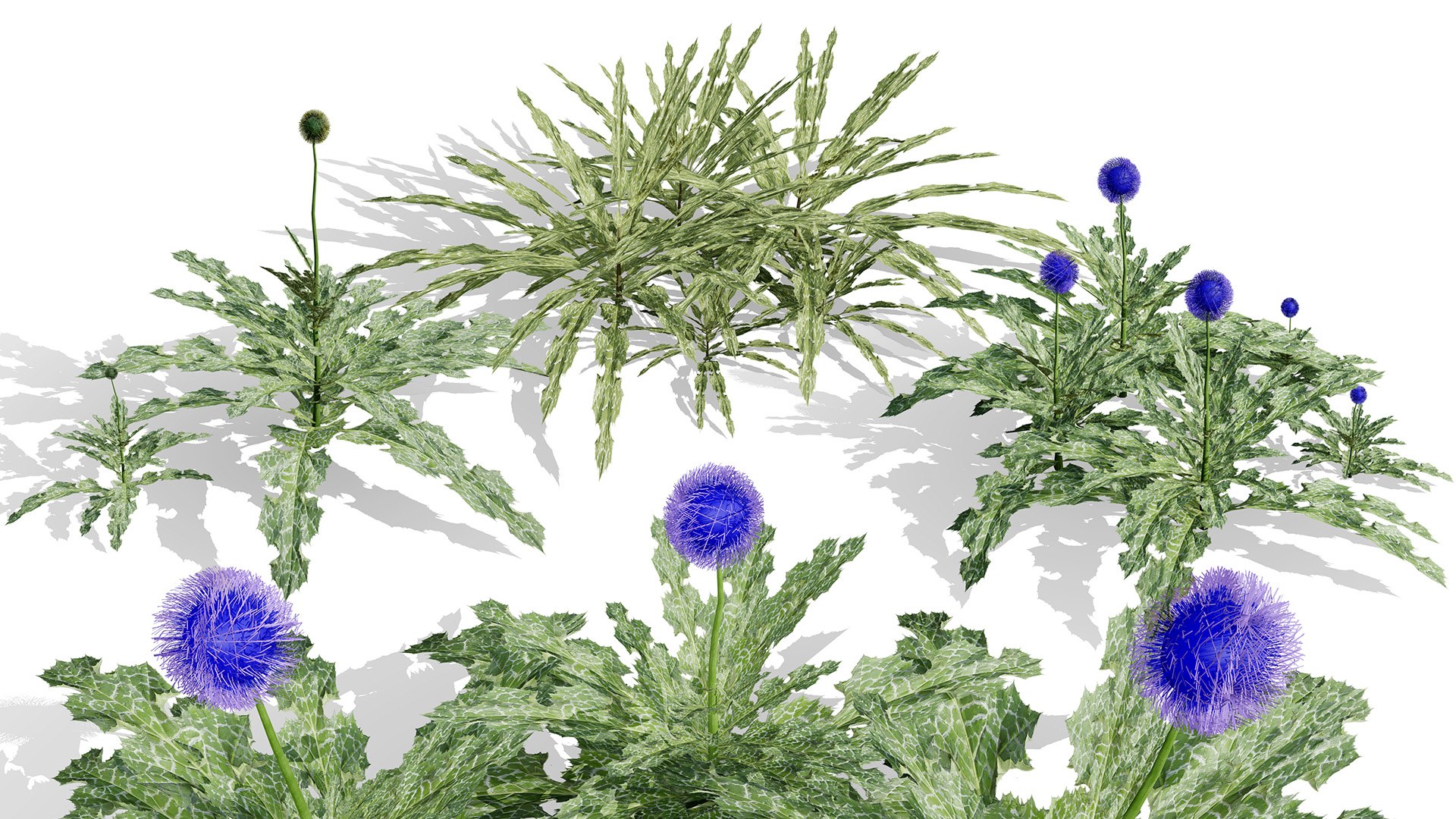 Arabian Landscape Plants and Trees 3D Pack model https://p.turbosquid.com/ts-thumb/hA/ymNaBY/wB/realisticarabianglobethistle4/jpg/1779579083/1920x1080/fit_q87/0923960e772d9d0192f3aed0f2f23bee863ed48d/realisticarabianglobethistle4.jpg