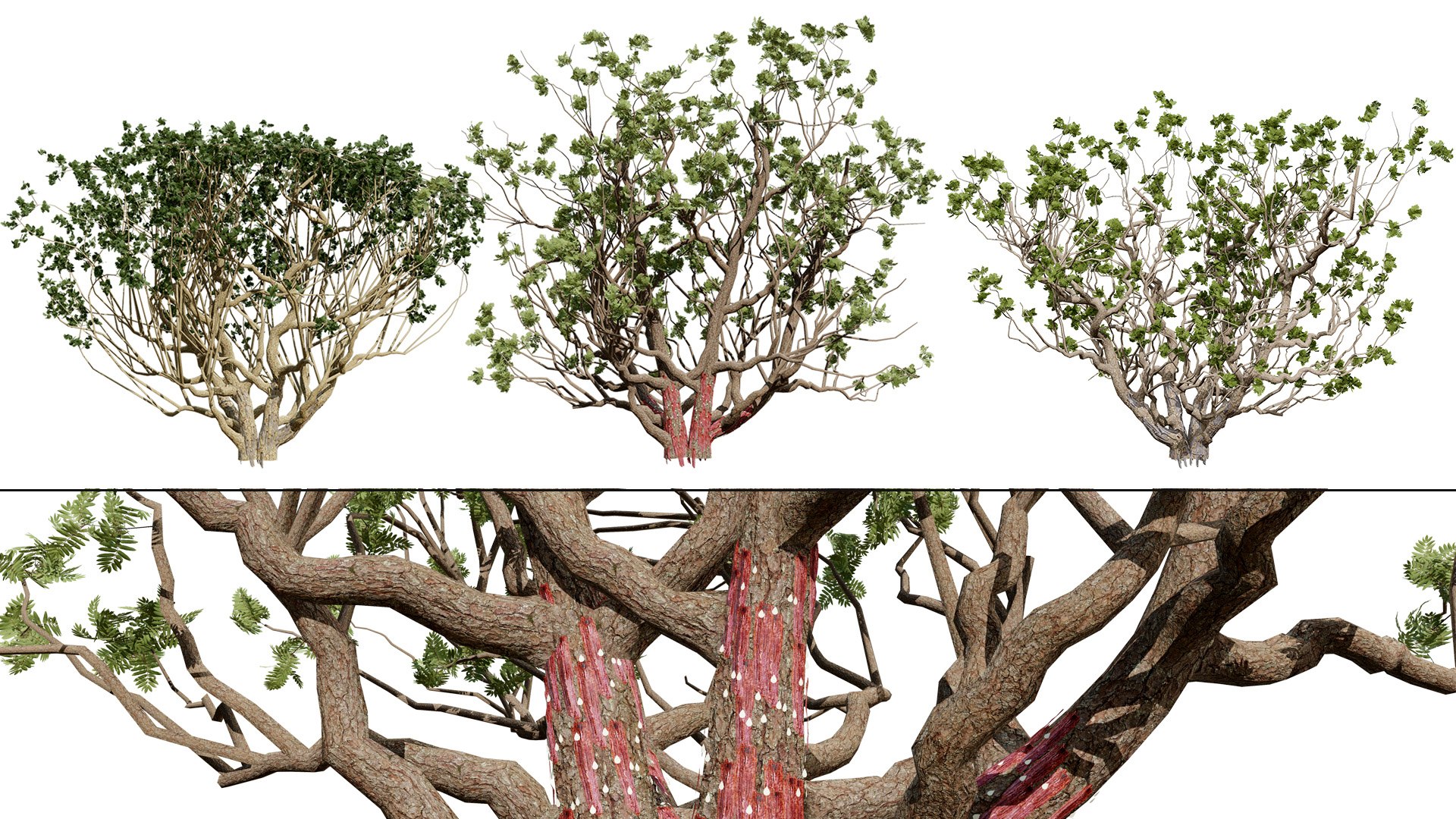 Arabian Landscape Plants and Trees 3D Pack model https://p.turbosquid.com/ts-thumb/hA/ymNaBY/y9/highdetaildesertfrankincensetree4/jpg/1779579079/1920x1080/fit_q87/9c3a330de4f5326cd8d177af232f0b6692e1b462/highdetaildesertfrankincensetree4.jpg