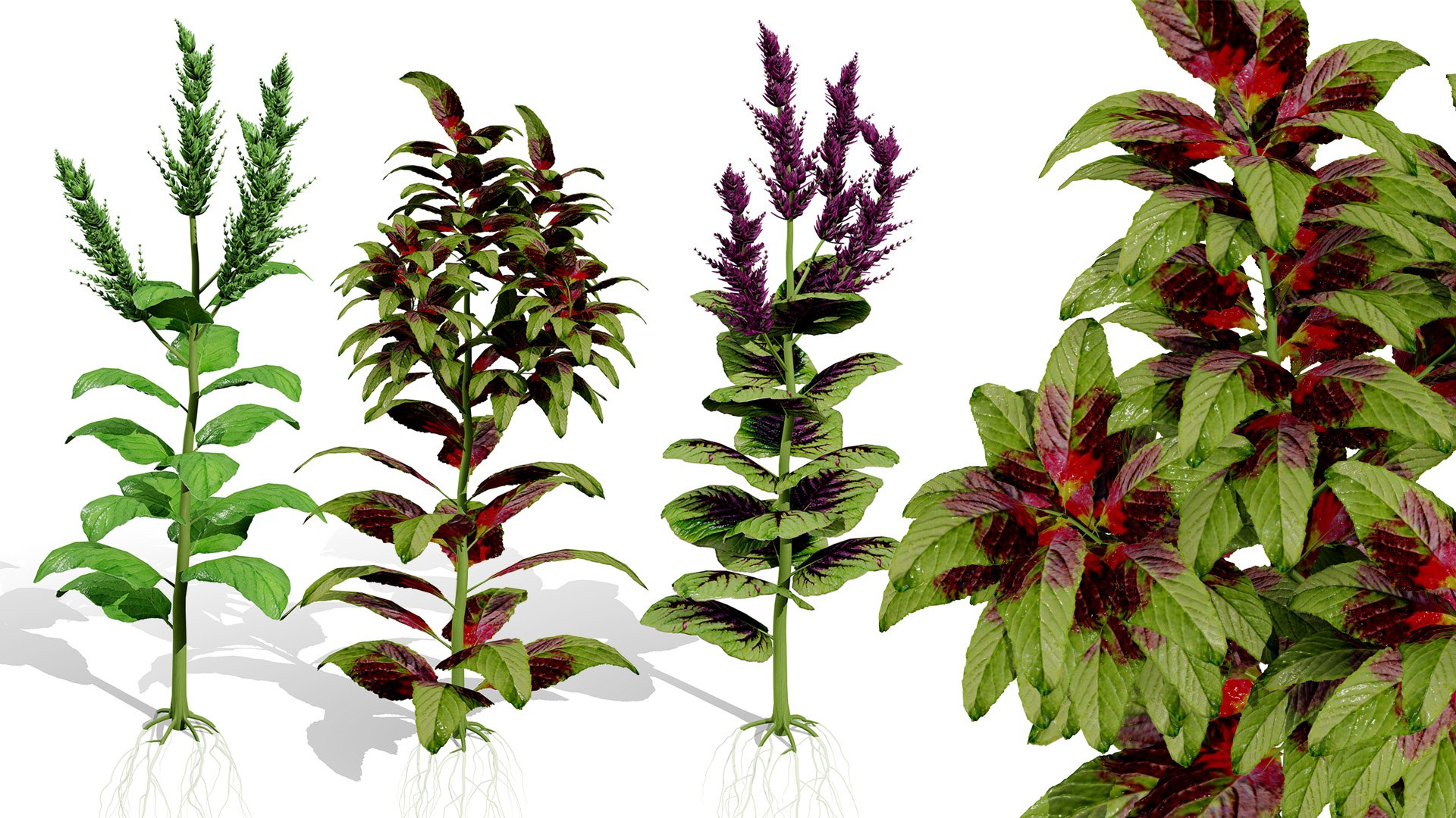 Arabian Landscape Plants and Trees 3D Pack model https://p.turbosquid.com/ts-thumb/hA/ymNaBY/zJ/arabianamaranthusspinosus4/jpg/1779579054/1920x1080/fit_q87/7a09c0f6836b1d59eed5c2eaff24927095aca7d3/arabianamaranthusspinosus4.jpg