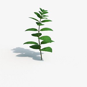 Peppermint Plant 3D model