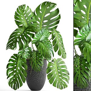 monstera 3D model