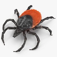 Tick