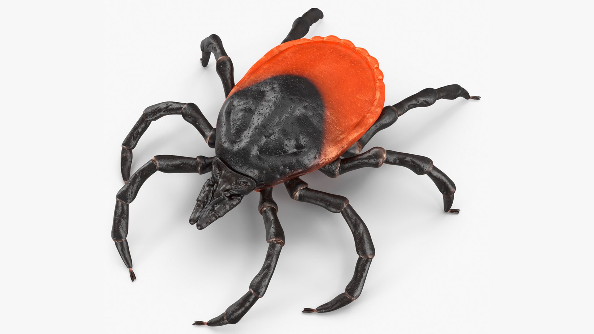3D Parasites Collection https://p.turbosquid.com/ts-thumb/hB/TvweRY/zp/tick3dmodel001/jpg/1790380167/1920x1080/fit_q87/3d857fc7950660f487d28368ae300925df20d02c/tick3dmodel001.jpg