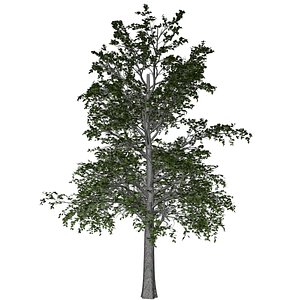 European Linden Tree - 07 - 3D model