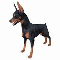 Pinscher