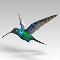 Kolibri