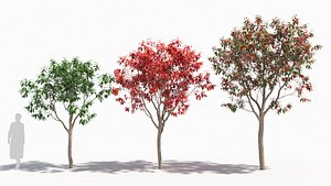 3D Nyssa tree