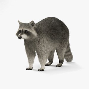 raccoon coon 3D model