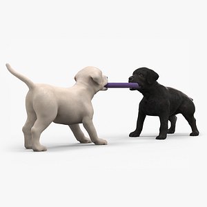 Labrador Puppies Playing with Dog Toy 3D model