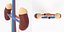 human kidney urinary anatomy 3D