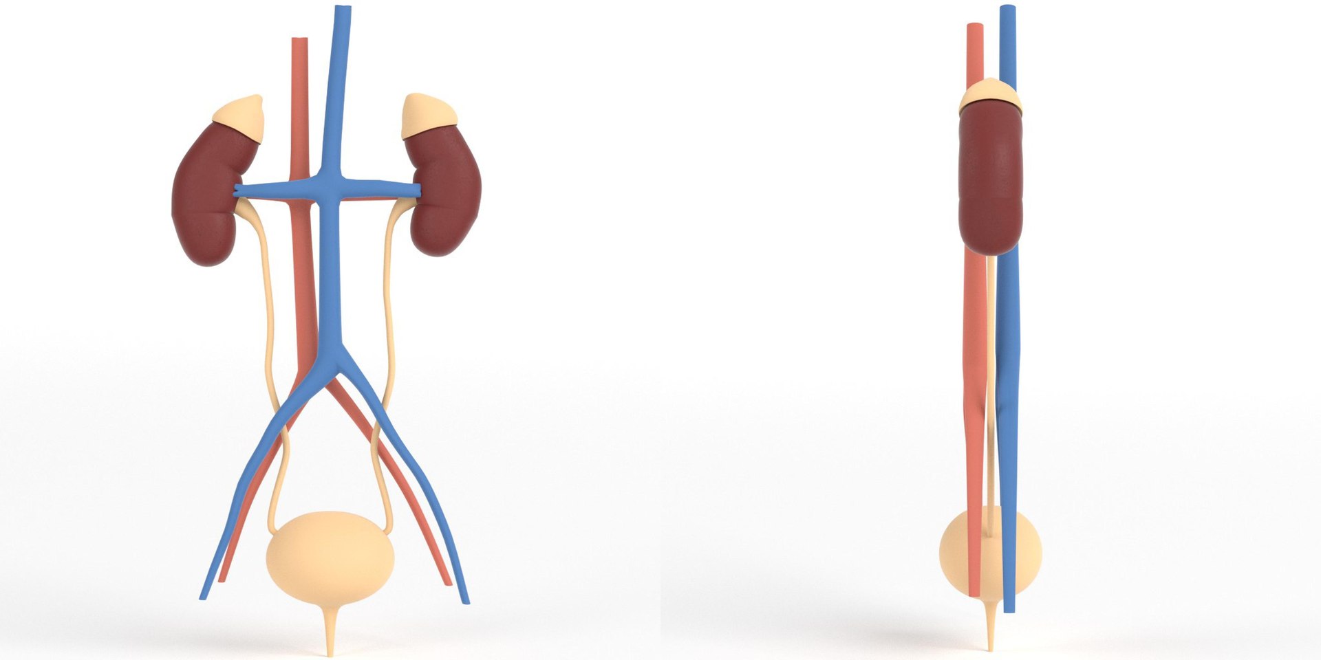 human kidney urinary anatomy 3D https://p.turbosquid.com/ts-thumb/hC/GD1BME/5G/tsanatomy_human_kidney_and_urinary_system02/jpg/1640722004/1920x1080/fit_q87/0769c3b7d612c70cabe6c7ba0f594668d4afb2aa/tsanatomy_human_kidney_and_urinary_system02.jpg