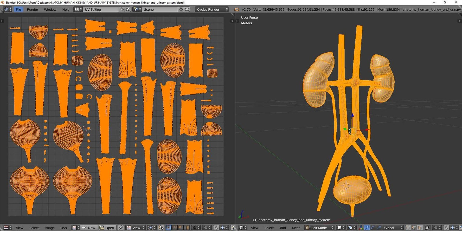 human kidney urinary anatomy 3D https://p.turbosquid.com/ts-thumb/hC/GD1BME/6g/tsanatomy_human_kidney_and_urinary_system09/jpg/1640722011/1920x1080/fit_q87/515392b91d1b7f0bbdfa117b8180896e9dbbf662/tsanatomy_human_kidney_and_urinary_system09.jpg