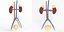 human kidney urinary anatomy 3D