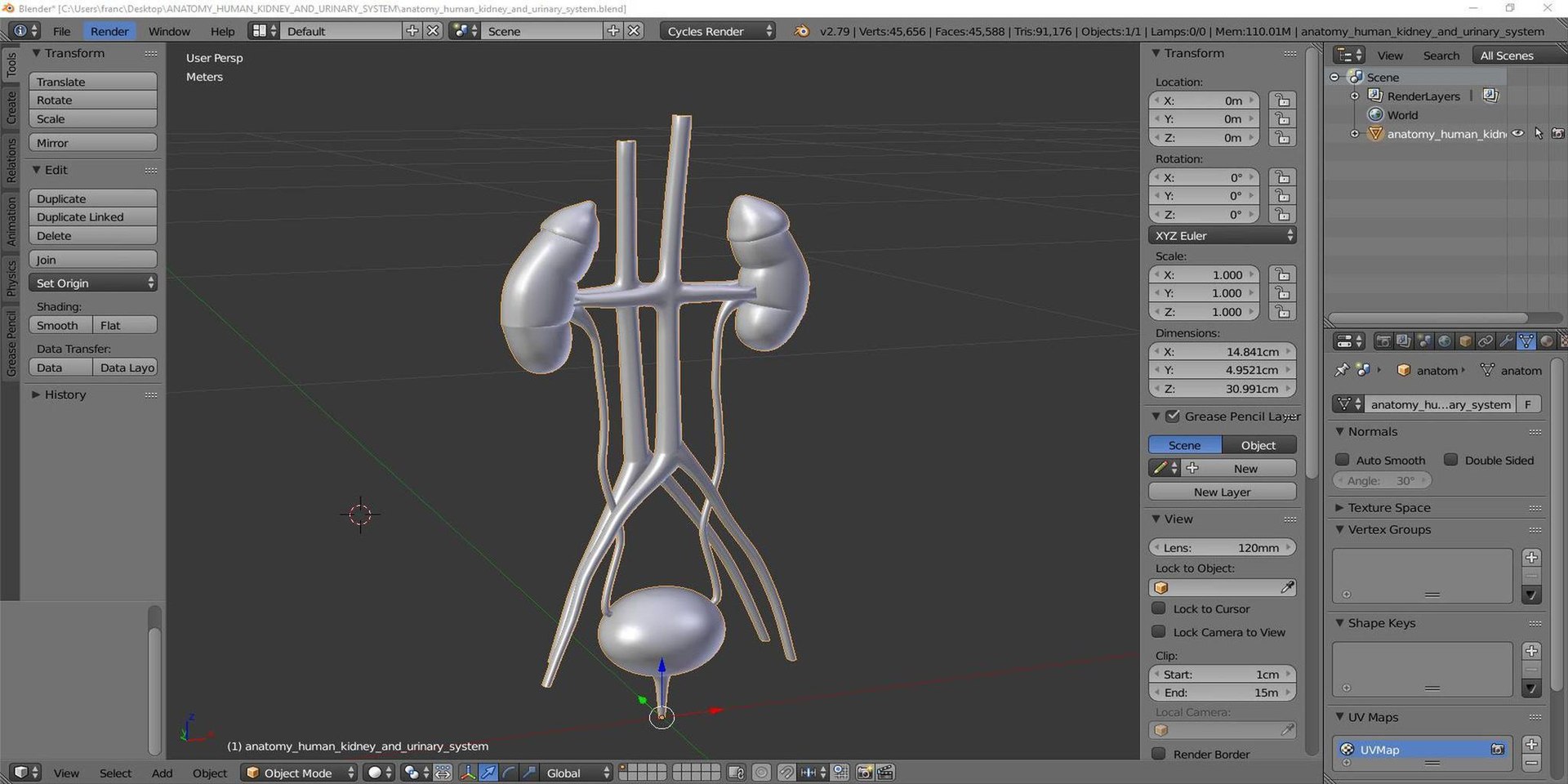 human kidney urinary anatomy 3D https://p.turbosquid.com/ts-thumb/hC/GD1BME/u3/tsanatomy_human_kidney_and_urinary_system08/jpg/1640722009/1920x1080/fit_q87/c0e4863e79aa6149daa9cf13b83b8181e953e50f/tsanatomy_human_kidney_and_urinary_system08.jpg